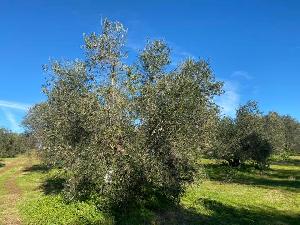 Adottato da Marinelli Luigi