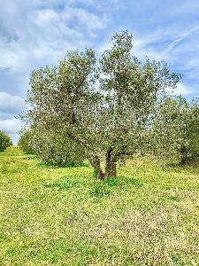 Adottato da Elena Beccaris