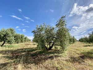 Adottato da Elena Battilocchi