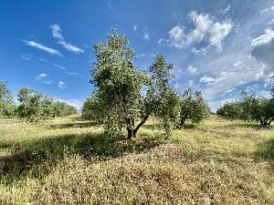 Adottato da Cinzia Mori