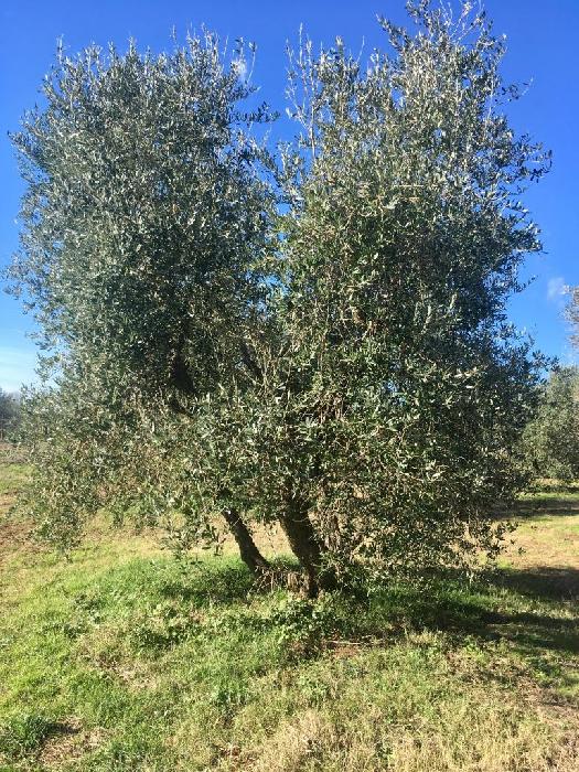 Olivo adottato da Cristina Meglioli