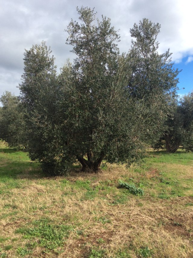 Adotta un olivo