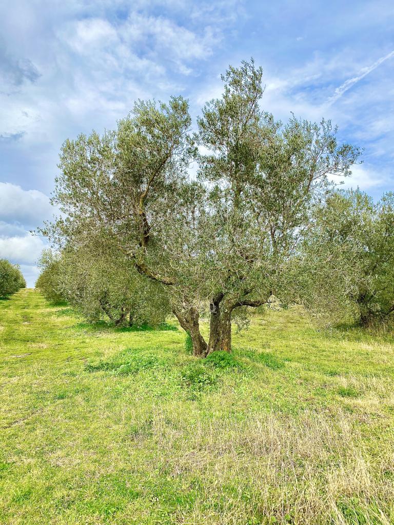 Adottato da Elena Beccaris