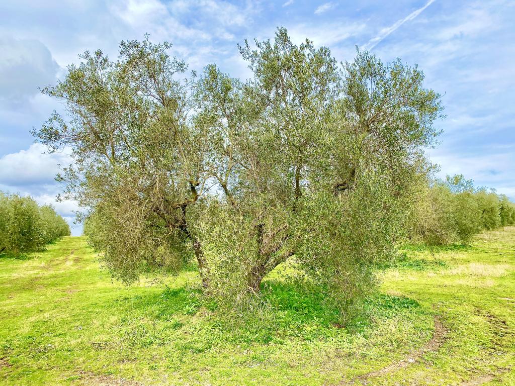 Adottato da Federico Farinelli