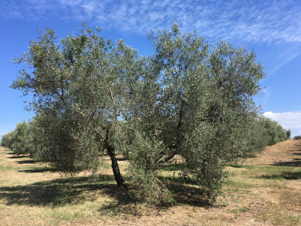 Adottato da Paola Giuberti come regalo da Marco Pollini