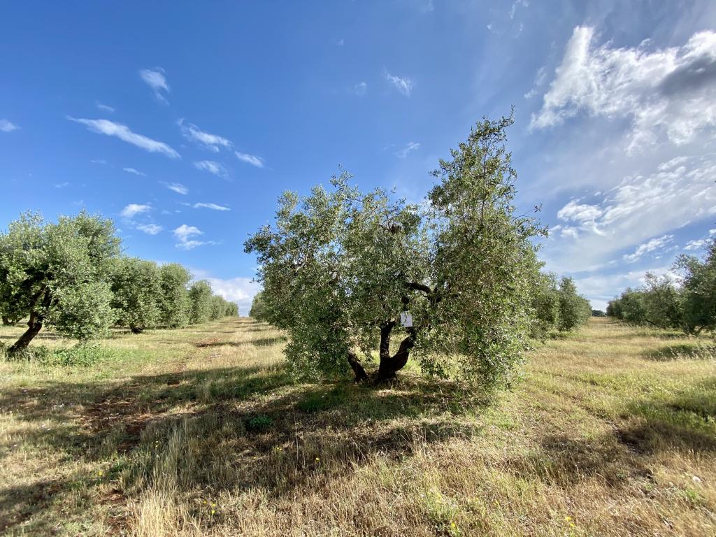 Adottato da Elena Battilocchi