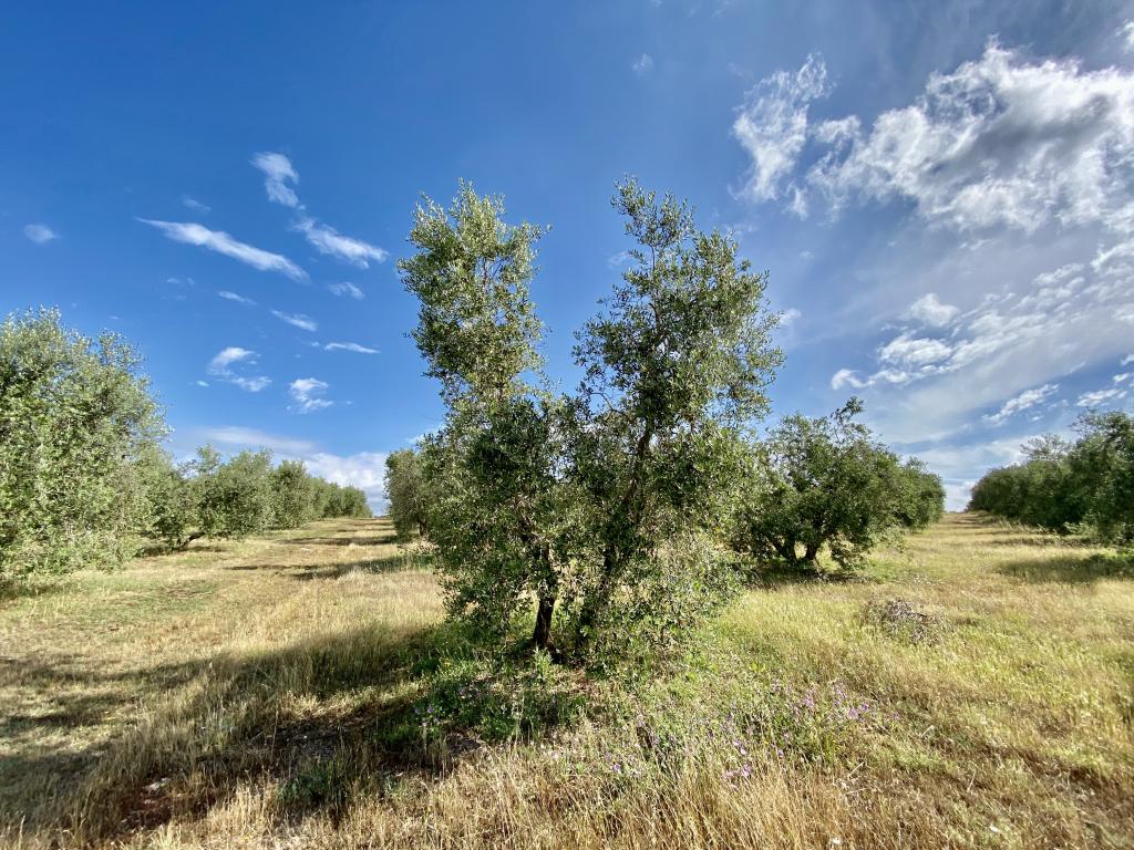 Olivo adottato da Turconi Lorella come regalo da Anna Rizzi