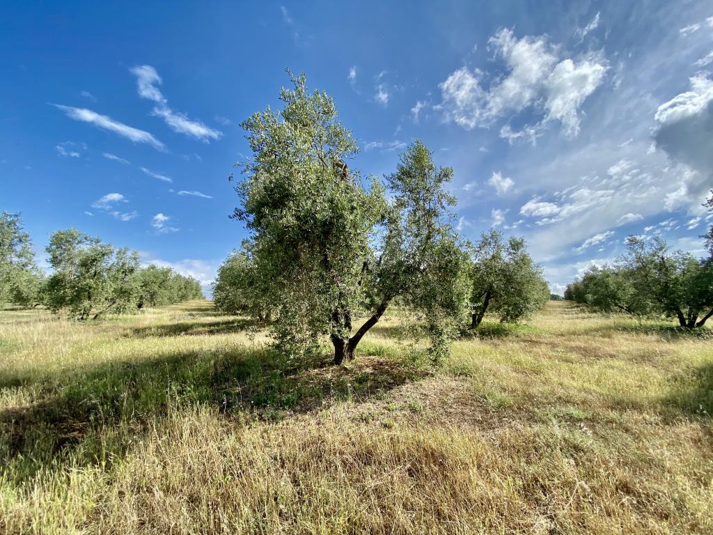 Adottato da Cinzia Mori